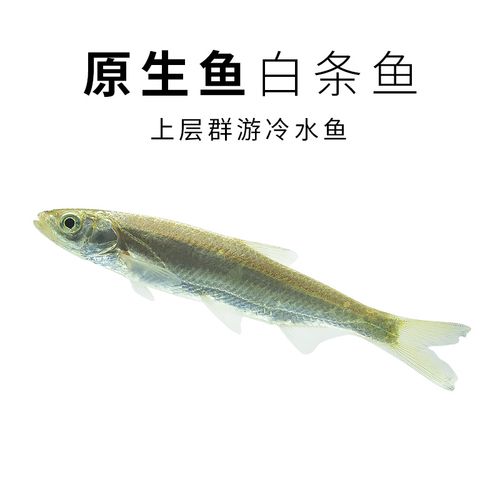 白条鱼翘嘴鱼苗凶猛鱼苗活体原生冷水上层群游中小型鱼餐鱼尖嘴子