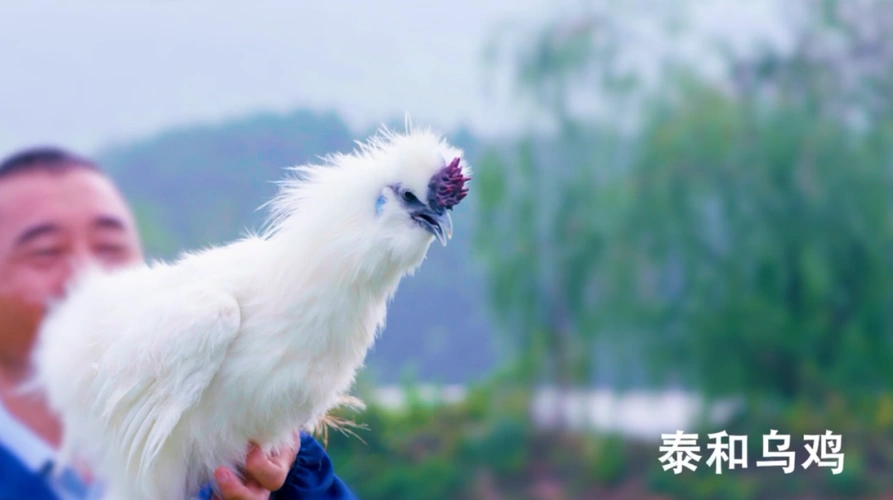 泰和乌鸡品牌央视广告宣传片