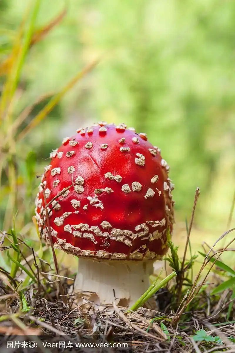 形成红蘑菇的菌类