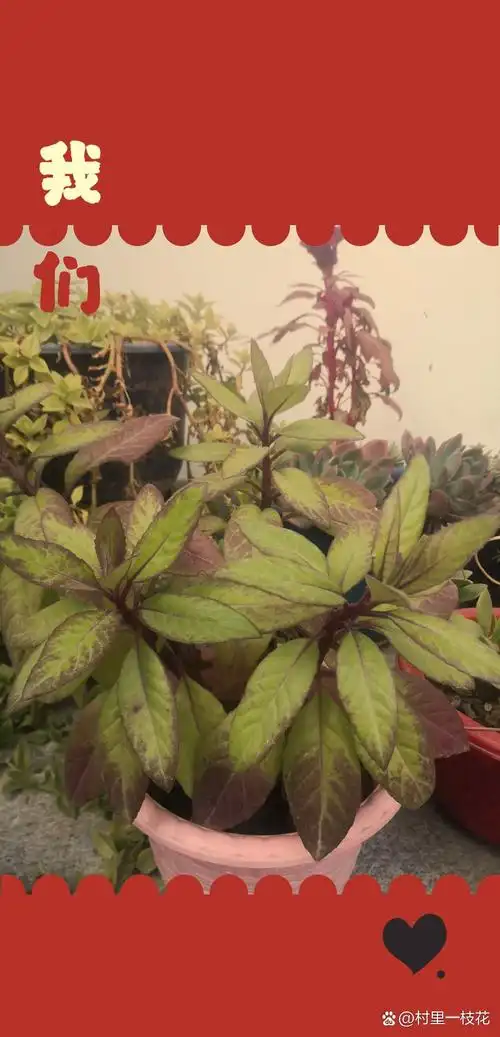 明月草是一种菊科菊三七属宿根草本植物,具有清热解毒,止血,凉血等