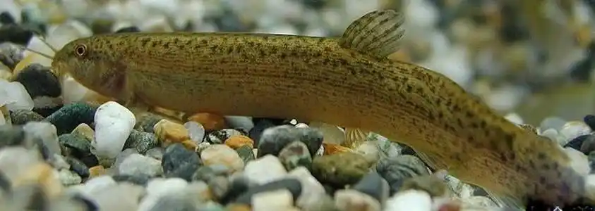 原生态无污染食用泥鳅