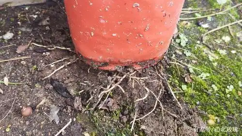 石蒜生命力顽强,根都长盆外了.盆小了.