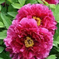 牡丹花国花高贵的牡丹花朵头像