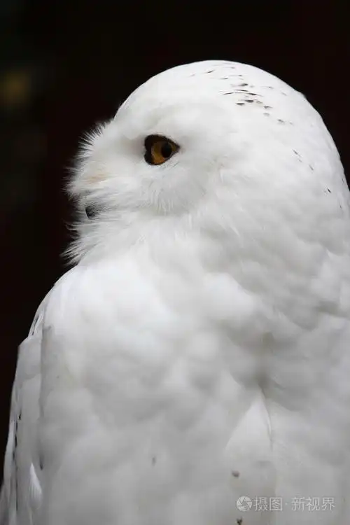 漂亮雪白的猫头鹰