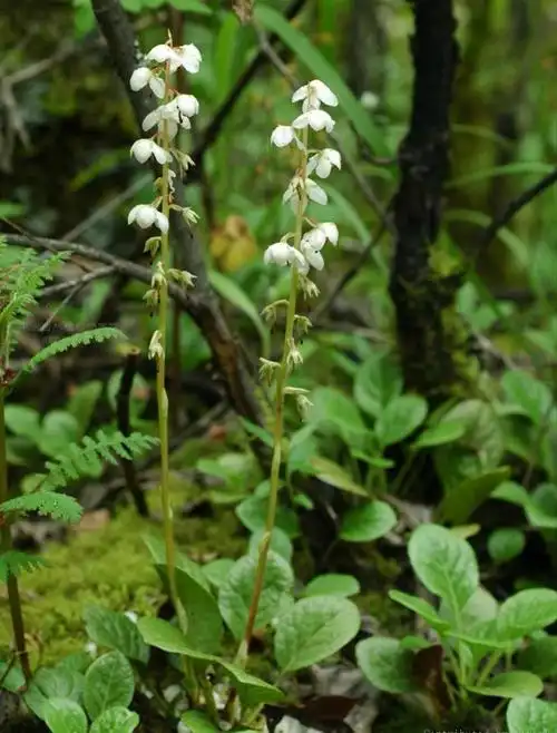日月峡中草药鹿蹄草鹿衔草