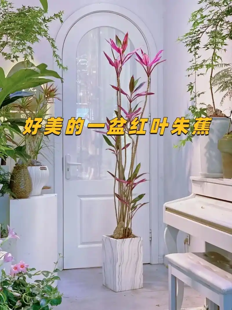 叶朱蕉株形美观大方 - 抖音