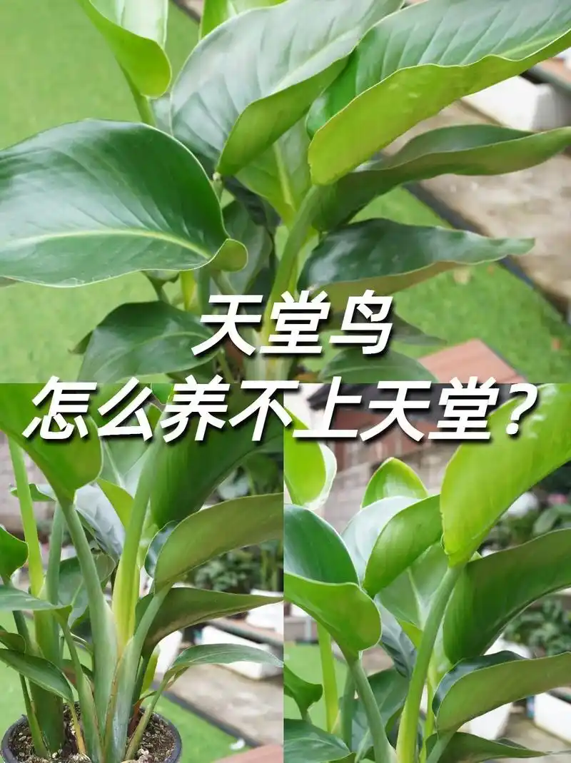 天堂鸟怎样养?5个要点要记牢!否则随时准备上天堂!#天堂鸟养 - 抖音