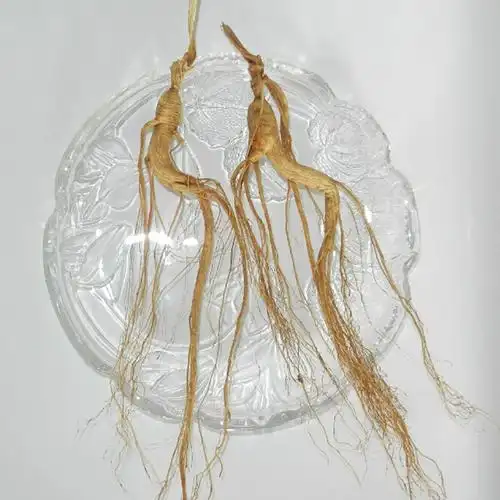 (今日10折)山参 东北林下参长白山野山参 移山参 野生人参 10克左右13