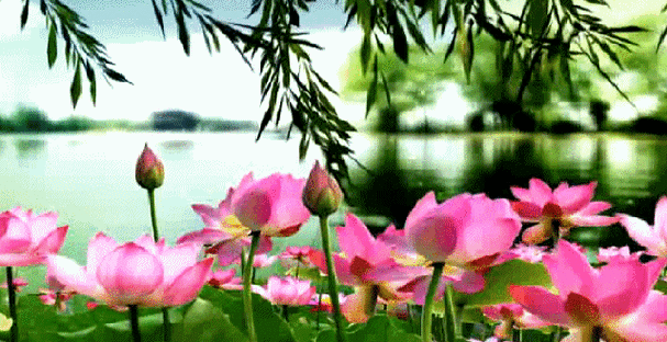 【七律·十里荷花锦绣开】【上海诗社·仲夏荷韵同题活动】