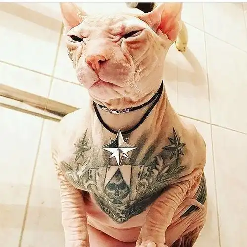 网红网上寻猫,结果竟然招网友集体批评,真相原来在猫身上|纹身|网络