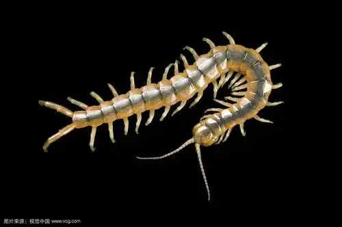 第一个图是我家看到的虫子,第二个是网上找的比较像的蜈蚣