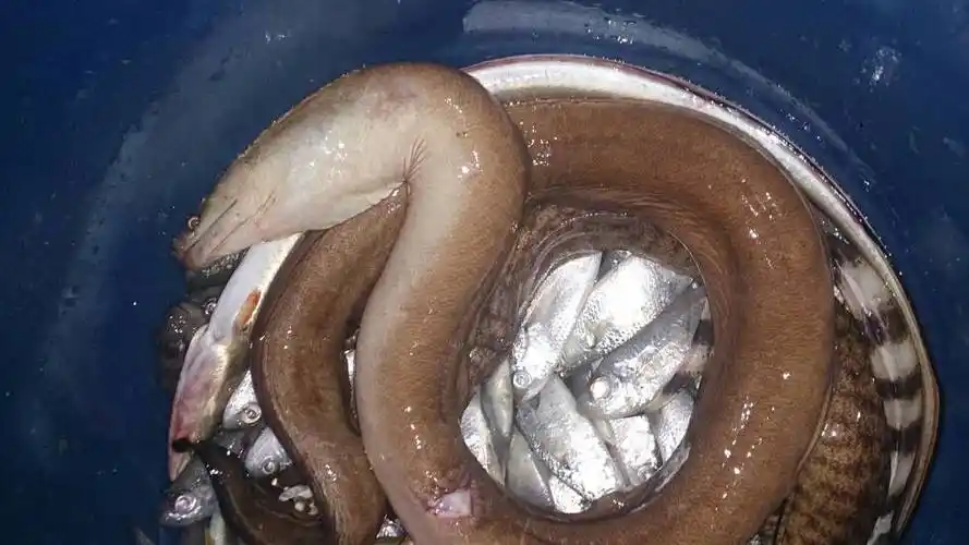 长长这个是什么鱼?