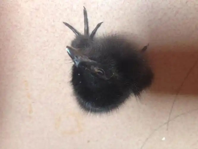 爷爷去田里拿回来全黑色的鸟,毛绒绒的毛,走路很快,翅膀很小