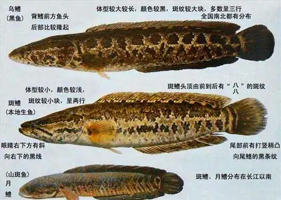 乌鳢乌鳢凶悍却肉质甜美