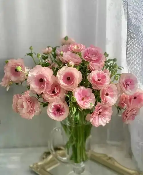 昆明直发蝴蝶洋牡丹55元起红色系粉色系黄色系随机颜色发货全国大部份