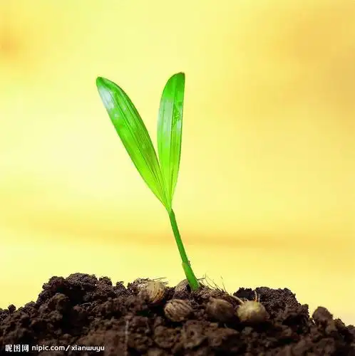 更没有百合清纯,招人可爱——我,只是一株平凡的不能再平凡的小草