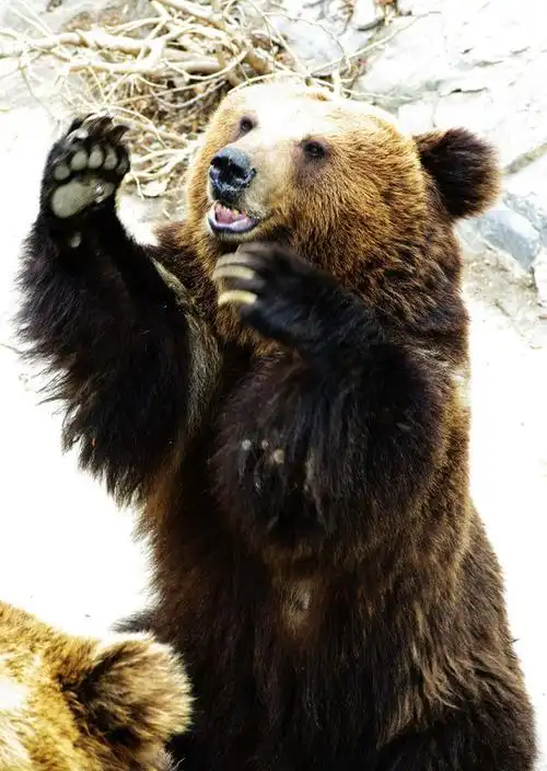 这两天股市不好,是否熊市来了,发几张熊吧