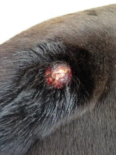 狗狗大腿有个肉球该买什么药物治疗,需不需要切除