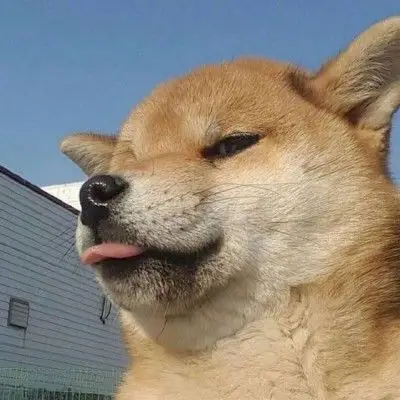 小动物_微信头像_我要个性网