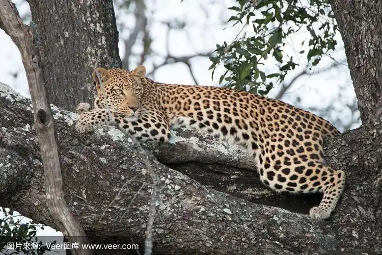 一只母豹在树上休息.
