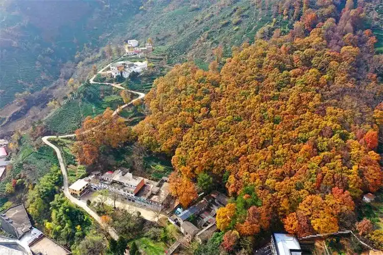 信阳市商城县霞光万丈映茶园