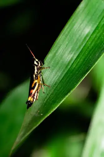 雨林虫语-2020-07摄于西双版纳勐腊