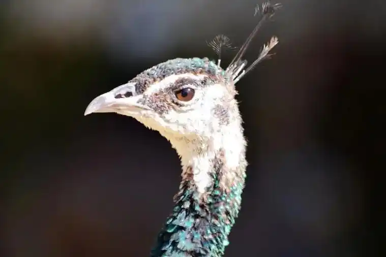 母孔雀(一) - 抖音