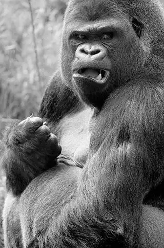 mct 为什么大猩猩喜欢捶胸?  gorillas live in groups.