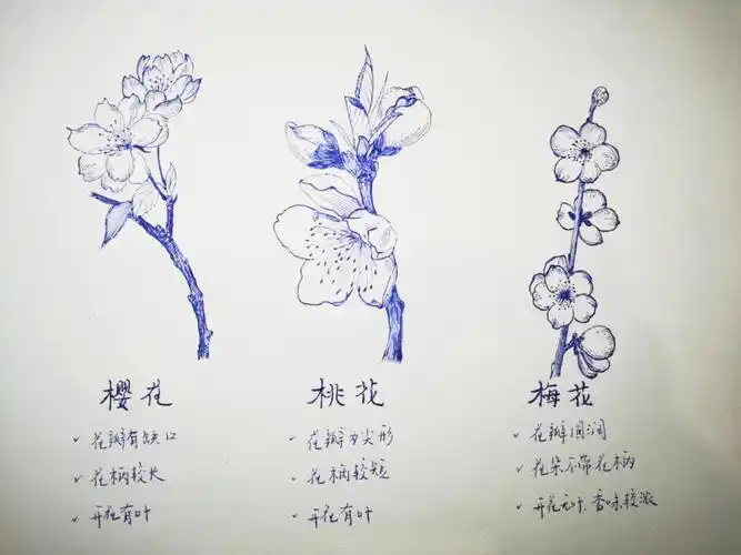 一副画让你认清樱花桃花梅花