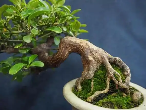 金豆盆景的鉴赏与养护管理 - 知乎