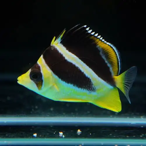 马代深水蝶鱼海水观赏鱼水族宠物蝴蝶鱼顺丰包活