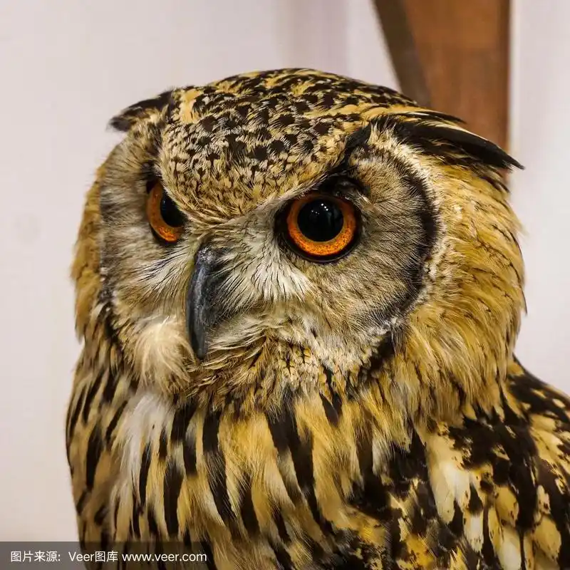 图像,猫头鹰,特写,平衡折角灯,动物主题