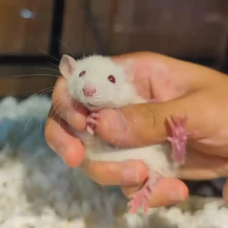 纯白红眼立耳花枝鼠 #花枝鼠宝宝  满月可售~#花枝鼠 #养 - 抖音