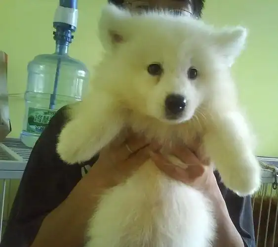 出售三个月幼犬银狐犬银狐多少钱