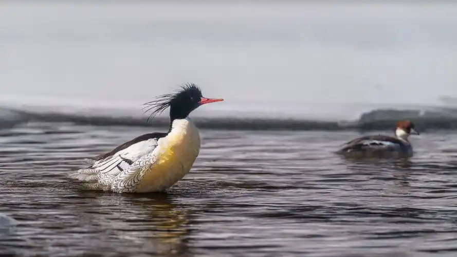 万鸟翔吉吉林生态之美入画来中华秋沙鸭