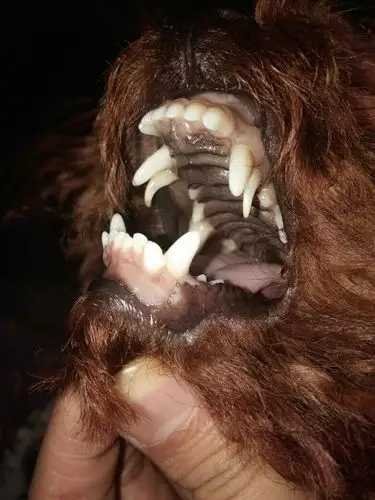 我家的狗狗多大了 他们说看牙齿 我也不会看 麻烦会看的帮我看看 谢谢