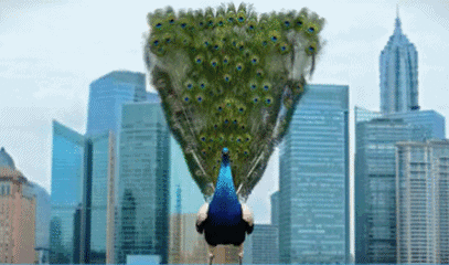 407_240gif 动态图 动图