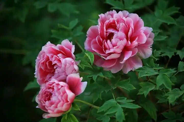 洛阳为什么这么美这里牡丹天下奇