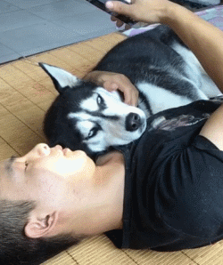 狗子再傻也知道疼二货主人醒醒别再拿手机砸狗头了