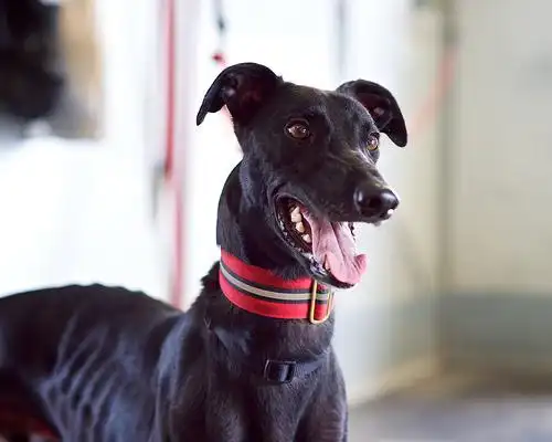 家养格力犬:格力犬吃什么长肌肉快,格力犬喂什么长肌肉