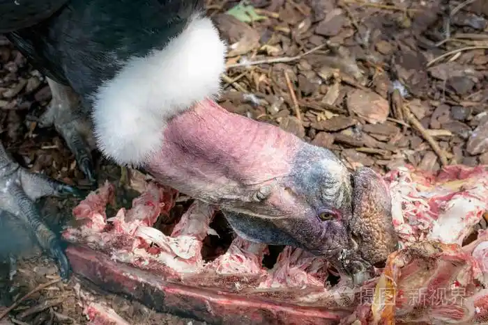 安地斯神鹰腐肉