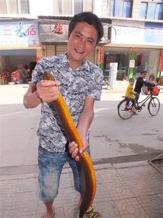 监利农民捕获巨型黄鳝长近1米重3斤图