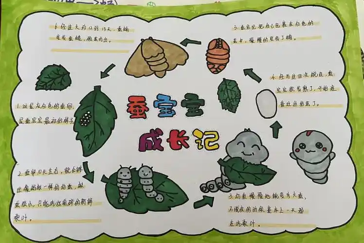 了解蚕一生的生长变化过程.