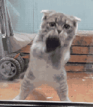 猫咪擦玻璃 gif 动图_gif_猫咪_动图_玻璃表情