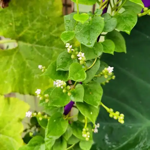 紫角叶学名落葵,又称紫葛叶,木耳菜,是落葵科属一年生缠绕草本植物