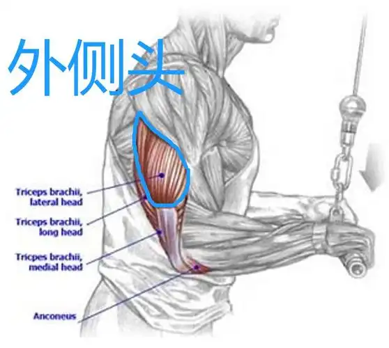 直杆 软绳臂屈伸