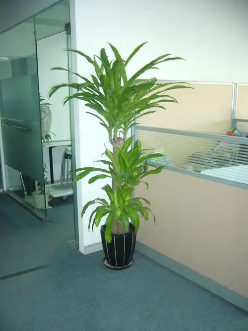 6巴西木-5巴西木-4巴西木-3巴西木-2图片:8张内容:实景照片分类:景观