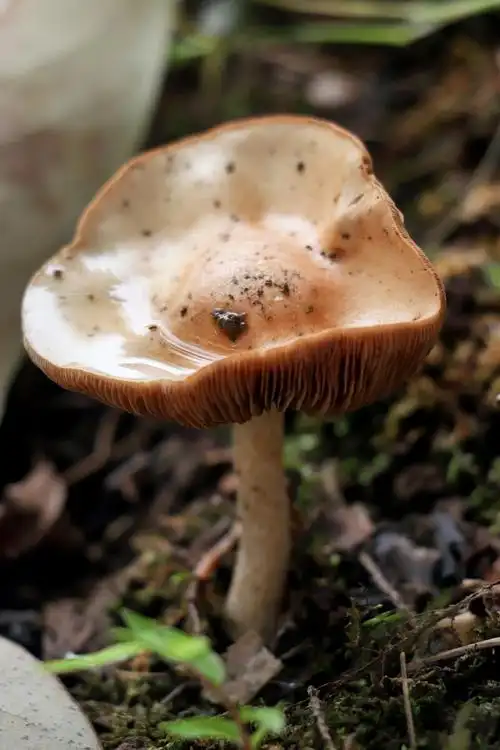 家乡野生的菌类