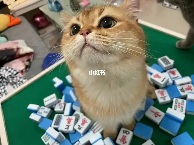 有姨姨打麻将吗二缺二