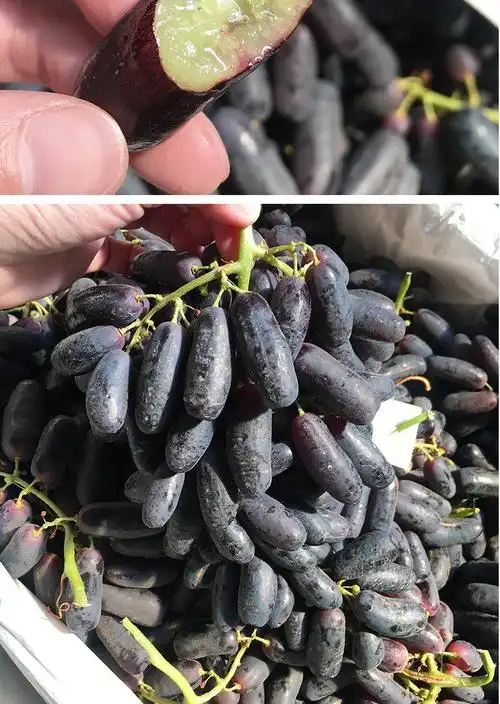 新鲜金手指黑提美人指葡萄黑手指拇指无籽提子新鲜水果3斤